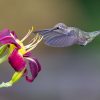 The Flower & the Hummingbird: What Love Actually Asks of Us