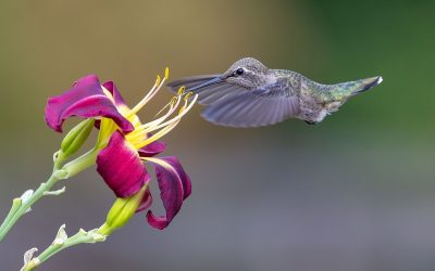 The Flower & the Hummingbird: What Love Actually Asks of Us
