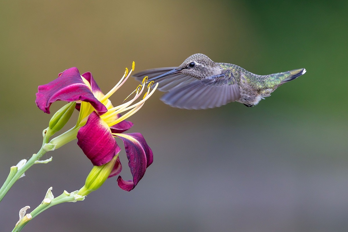 The Flower & the Hummingbird: What Love Actually Asks of Us