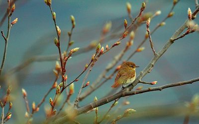 The Liminal Season: New Beginnings